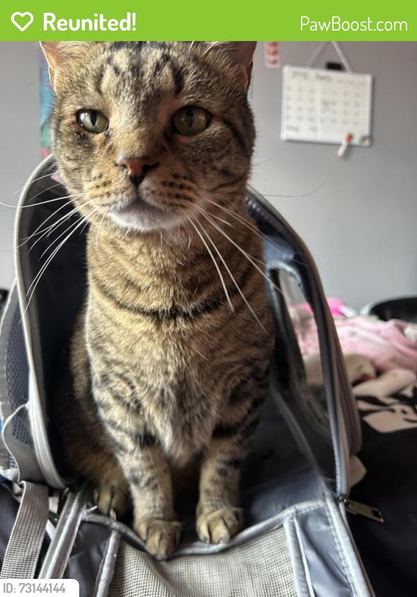 Reunited Male Cat last seen bloomingdale & newland, Chicago, IL 60707