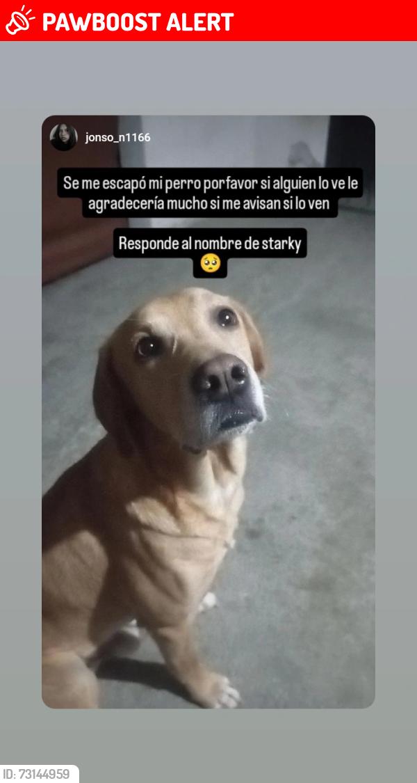 Lost Male Dog last seen Calle Jorge Jiménez Cantú y Av. Quintana Roo, San Pablo de las Salinas, Méx. 