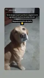 Lost Male Dog last seen Calle Jorge Jiménez Cantú y Av. Quintana Roo, San Pablo de las Salinas, Méx. 