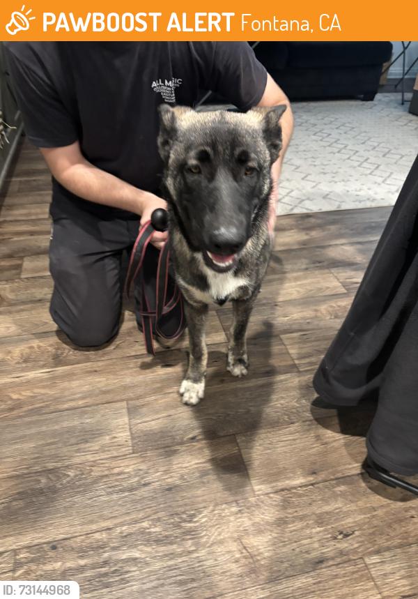 Found/Stray Male Dog last seen Foothill Ave, Fontana, CA 92376
