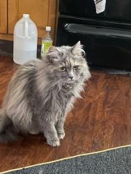 Lost Female Cat last seen Near E Mosholu Pkwy N Bronx, NY 10467 United States, The Bronx, NY 10467