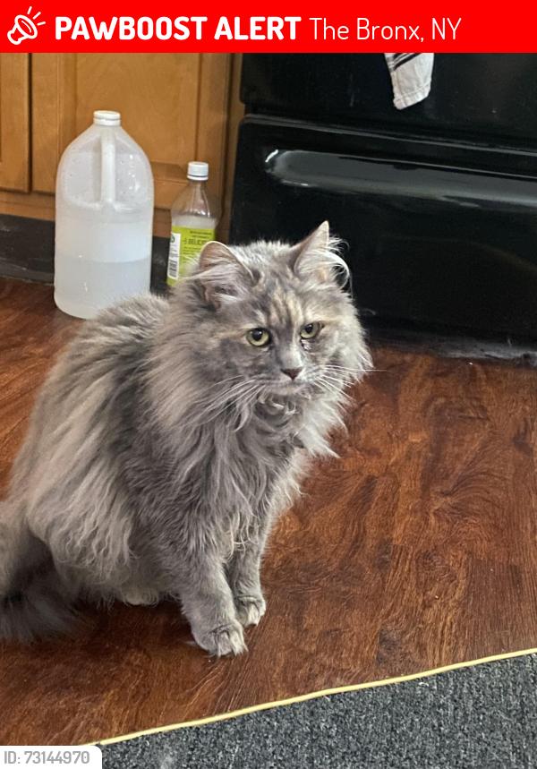 Lost Female Cat last seen Near E Mosholu Pkwy N Bronx, NY 10467 United States, The Bronx, NY 10467