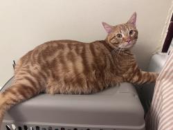 Found/Stray Male Cat last seen Leybourne dr and Davidson Rd, Hilliard, OH 43026