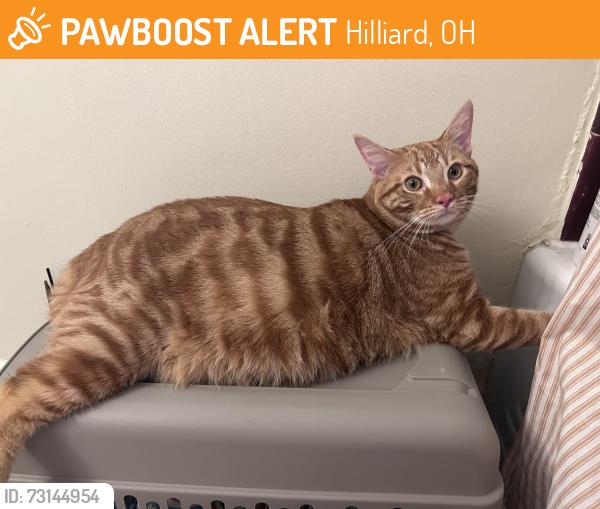 Found/Stray Male Cat last seen Leybourne dr and Davidson Rd, Hilliard, OH 43026