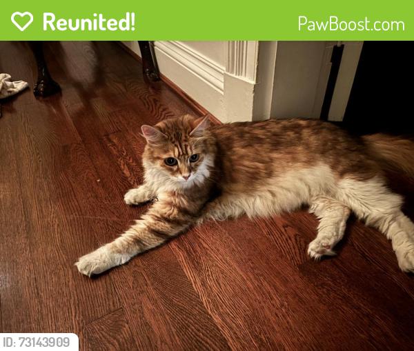 Reunited Male Cat last seen Park Ave & Lombardy Street, Richmond, VA 23220