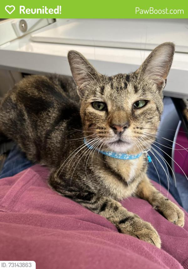 Reunited Male Cat last seen Venezio, Albany, NY 12203