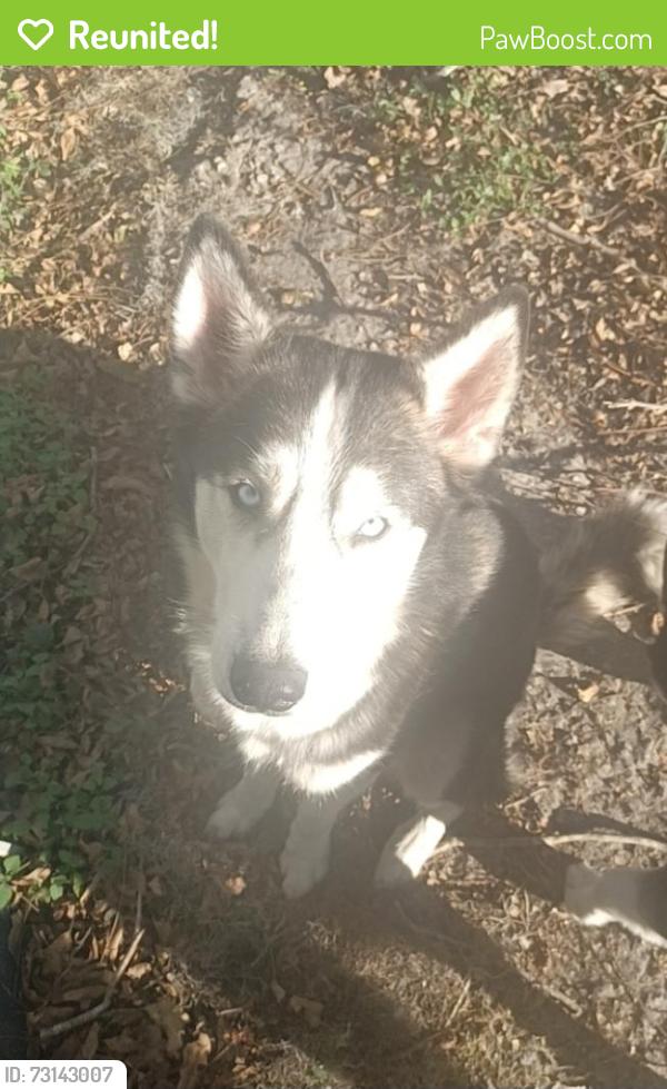 Reunited Male Dog last seen Ocala Police Department, Ocala, FL 34475