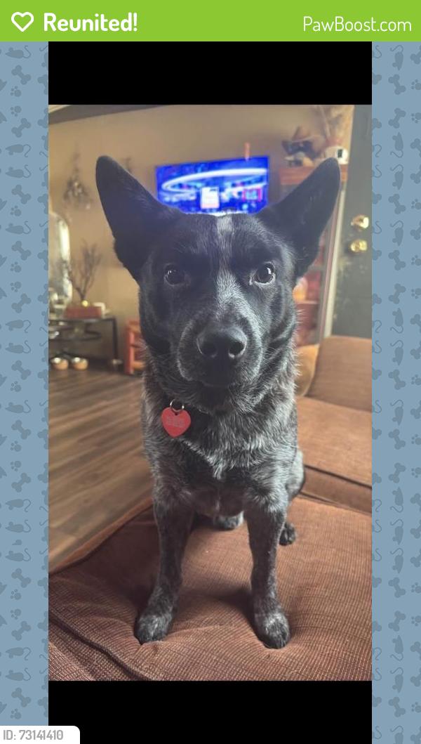 Reunited Male Dog last seen Nichols Street, across from Murphys Gas Station, Sevierville, TN 37862