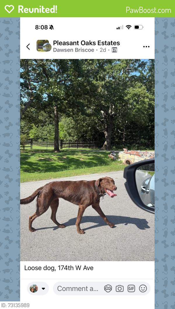 Reunited Female Dog last seen 161st Street Sand Springs OK, Sand Springs, OK 74063