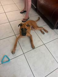 Found/Stray Male Dog last seen Dania beach /hollywood, Dania Beach, FL 33004