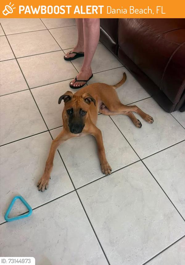 Found/Stray Male Dog last seen Dania beach /hollywood, Dania Beach, FL 33004