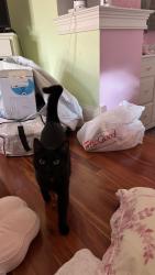 Reunited Unknown Cat last seen Centennial beach, Naperville, IL 60540