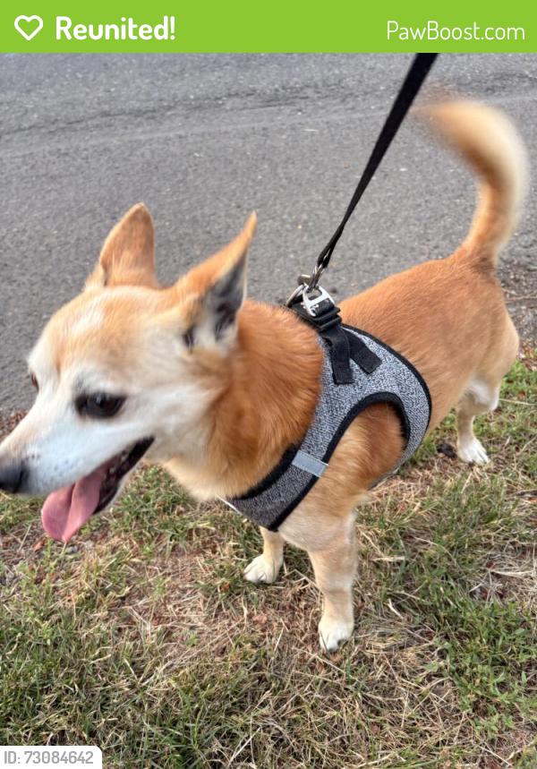 Reunited Male Dog last seen Ne122nd Ave, Vancouver, WA 98682