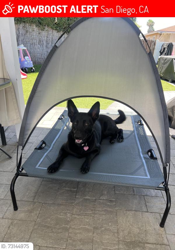 Lost Female Dog last seen 54th and El Cajon blvd, San Diego, CA 92115