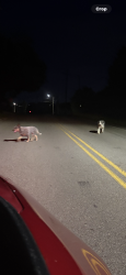 Reunited Unknown Dog last seen Near Millennium Mansion, Alcoa, TN 37701