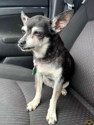 Lost Female Dog last seen West Georgia rd., Simpsonville, SC 29680