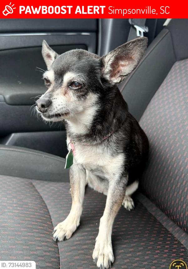 Lost Female Dog last seen West Georgia rd., Simpsonville, SC 29680