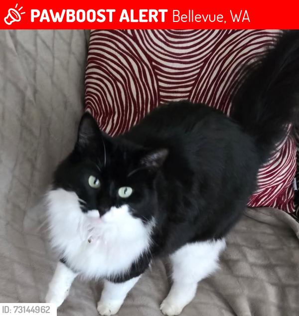 Lost Female Cat last seen 140th & SE 1st St, Bellevue, WA 98005