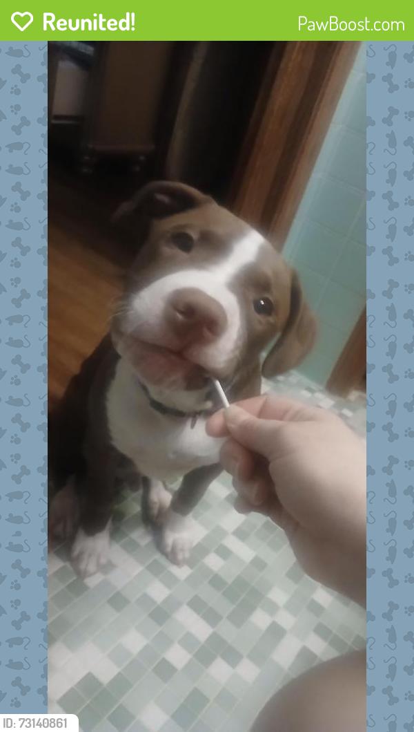 Reunited Male Dog last seen Dacula harbins, Dacula, GA 30019