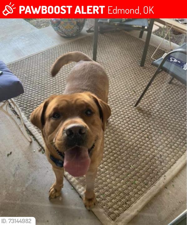 Lost Male Dog last seen NW 198th and Harness, Edmond, OK 73012