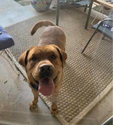 Lost Male Dog last seen NW 198th and Harness, Edmond, OK 73012