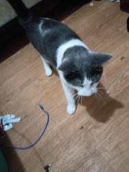 Reunited Male Cat last seen York Ave & mendota Street, Saint Paul, MN 55106