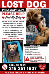 Lost Male Dog last seen 63rd and Market Street, Philadelphia, PA 19139