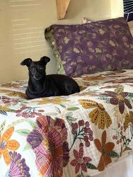 Reunited Male Dog last seen OC Fairgrounds, Costa Mesa, CA 92626