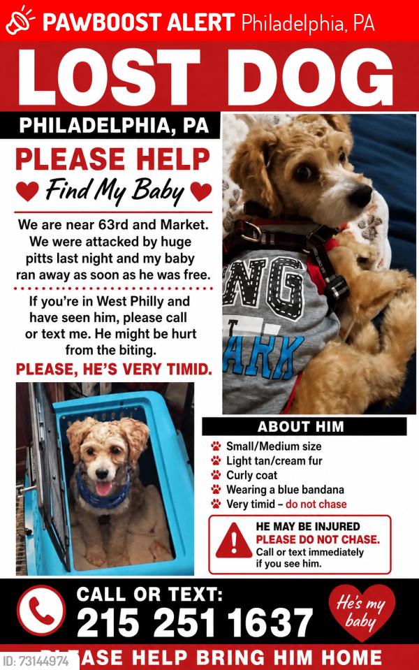 Lost Male Dog last seen 63rd and Market Street, Philadelphia, PA 19139
