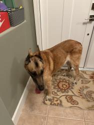 Found/Stray Female Dog last seen Live Oak Reserve, Oviedo, FL 32766