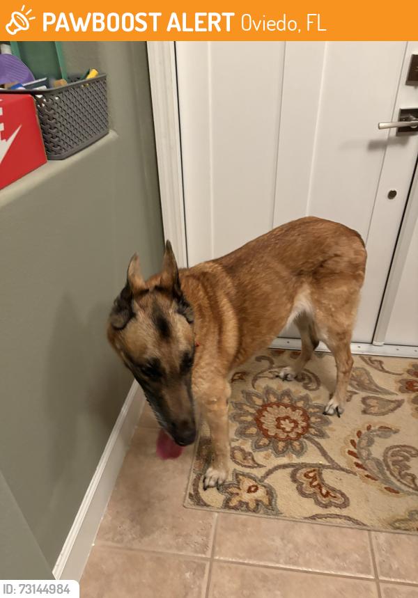 Found/Stray Female Dog last seen Live Oak Reserve, Oviedo, FL 32766