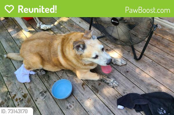 Reunited Unknown Dog last seen Masonboro loop rd, Wilmington, NC 28409