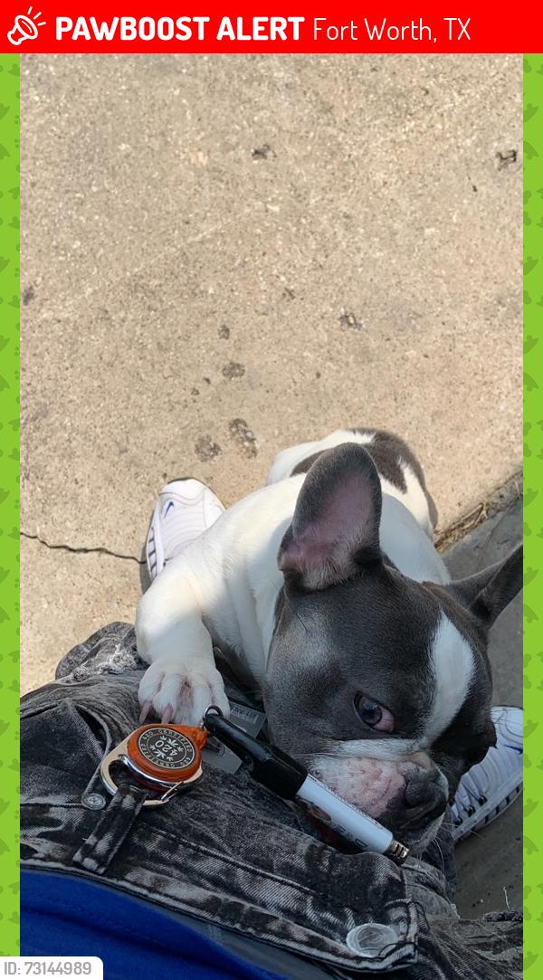 Lost Female Dog last seen Coventry hills, Fort Worth, TX 76244