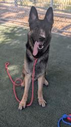 Shelter Stray Male Dog last seen , 3201 Lacy St, Los Angeles, CA 90031, USA