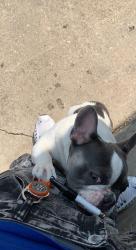 Lost Female Dog last seen Coventry hills, Fort Worth, TX 76244