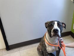 Shelter Stray Male Dog last seen Near BLOCK SE 177TH ST, RENTON WA 98058, 21615 64th Ave S, Kent, WA 98032, USA