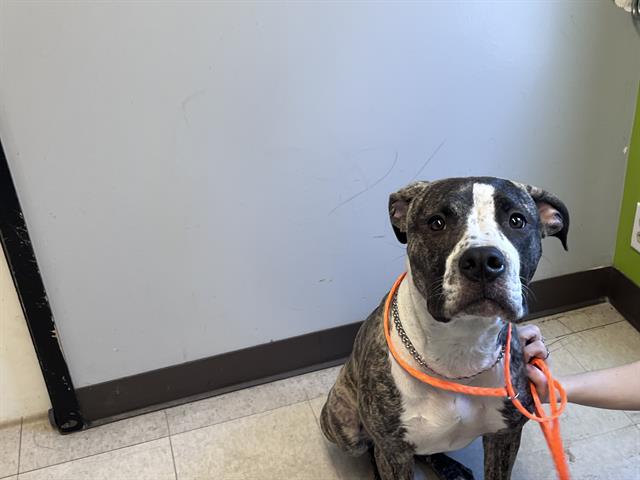 Shelter Stray Male Dog last seen Near BLOCK SE 177TH ST, RENTON WA 98058, 21615 64th Ave S, Kent, WA 98032, USA