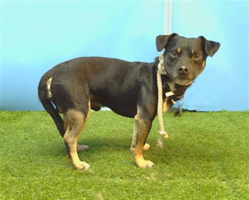 Shelter Stray Male Dog last seen , 216 W Victoria St, Gardena, CA 90248, USA