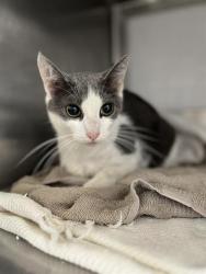 Shelter Stray Female Cat last seen E NAPLES ST, 130 Beyer Way, Chula Vista, CA 91911, USA