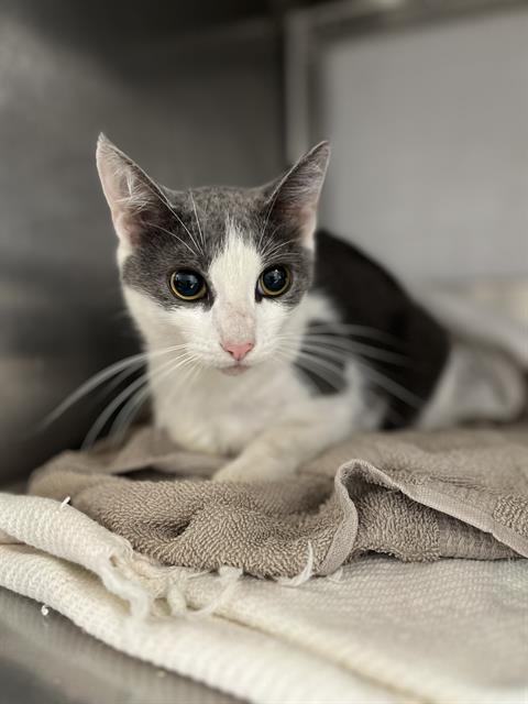 Shelter Stray Female Cat last seen E NAPLES ST, 130 Beyer Way, Chula Vista, CA 91911, USA