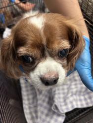 Shelter Stray Male Dog last seen , 4000 N Silverbell Rd, Tucson, AZ 85745, USA