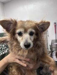 Shelter Stray Female Dog last seen , 4000 N Silverbell Rd, Tucson, AZ 85745, USA