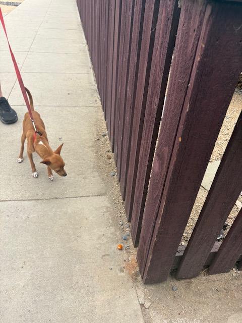 Shelter Stray Male Dog last seen Near BLK JUNIPERO AVE, LB 90804, 7700 E Spring St, Long Beach, CA 90815, USA