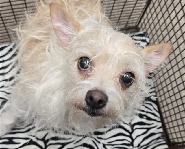 Shelter Stray Female Dog last seen , 4000 N Silverbell Rd, Tucson, AZ 85745, USA