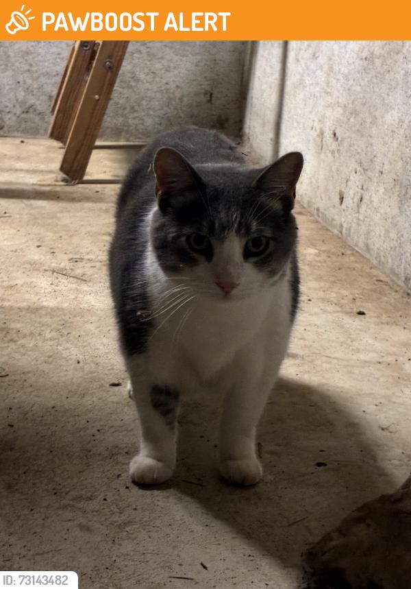 Found/Stray Unknown Cat last seen Greenwood and Lake Winnebago area, Lake Winnebago, MO 64082