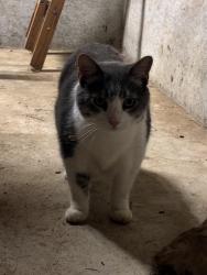 Found/Stray Unknown Cat last seen Greenwood and Lake Winnebago area, Lake Winnebago, MO 64082
