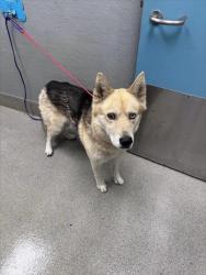 Shelter Stray Male Dog last seen Near BLOCK E CHARLESTON BLVD, LAS VEGAS NV 89142, 655 N Mojave Rd, Las Vegas, NV 89101, USA