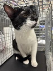 Shelter Stray Male Cat last seen Near BLOCK ADEMAR ST, 655 N Mojave Rd, Las Vegas, NV 89101, USA