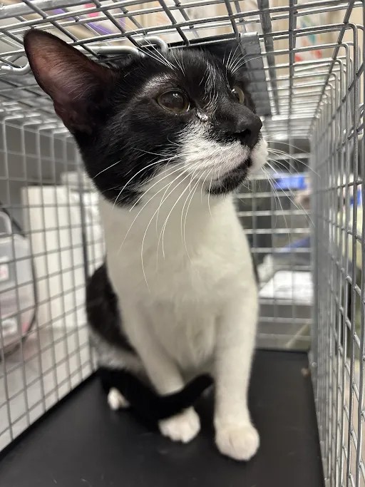 Shelter Stray Male Cat last seen Near BLOCK ADEMAR ST, 655 N Mojave Rd, Las Vegas, NV 89101, USA