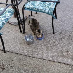 Found/Stray Unknown Cat last seen 85th Hawthorne se, Portland, OR 97216